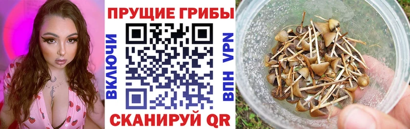 Купить закладки  Себеж  Галлюциногенные грибы Magic Shrooms 